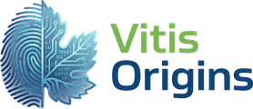Vitis Origins